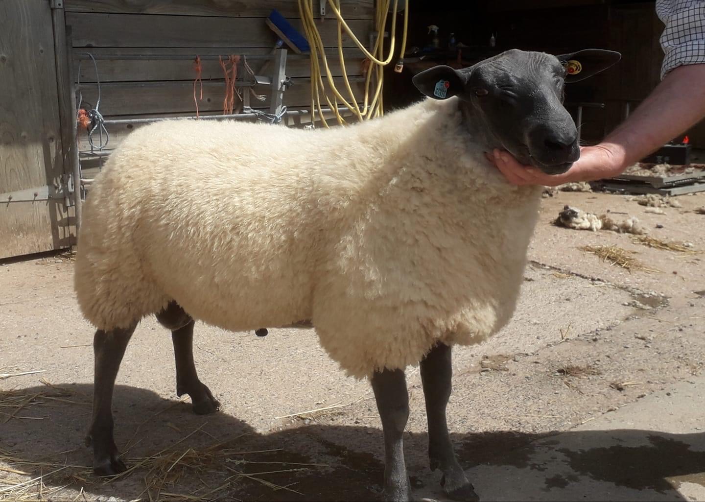 Lot 1668 Premier Sale - MAUNDOWN Tiger - Ram Lamb - Stock For Sale ...